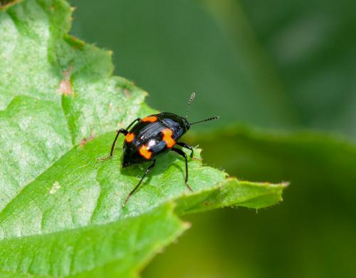 Scaphidium quadrimaculatum